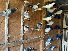 Pakistani Highflyer pigeons for sale cheap