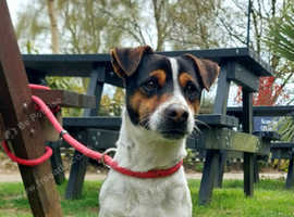 Nice jack russel male