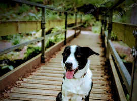 Rocco the Border Collie in need of a home