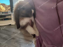 French lops rabbit for sale Basingstoke