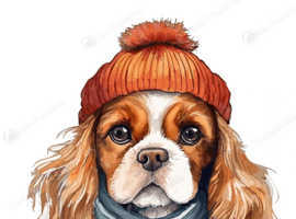 Small cavalier king Charles female