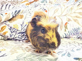 Guinea pig for rehoming