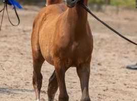 Arabian colt foal