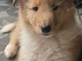 Three quarter Rough collie pups