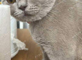 Beautiful Lilac British Shorthair Cat for Sale