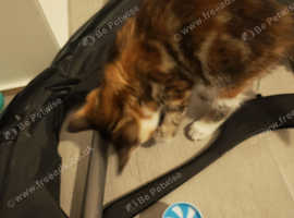 Ocicat x norwegian forest 3 females tortie/calico