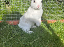3 female rabbits for sale