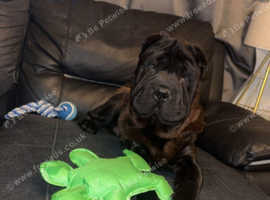 Shar pei 9 months