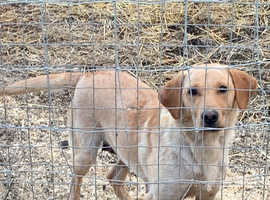 Kennel Club registered labradors