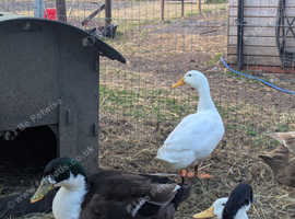 Male ducks free to a good home