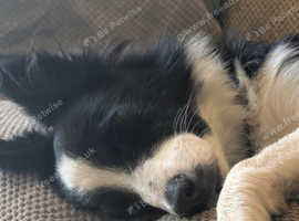 Affectionate Young Border Collie "Echo" Seeks Loving Home!