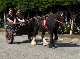 Chance Driving cob gelding