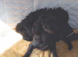 1 all black girl Shihpoo