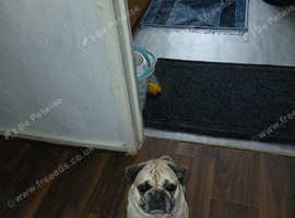 Beautifully home for beautifully dog