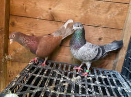 Good quality pigeons