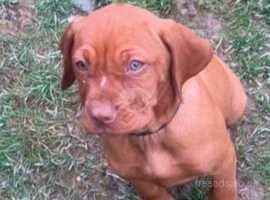 REDUCED - 3 left - READY NOW for new Gorgeous natured little friendly Hungarian Vizslas