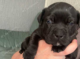 2 Beautiful Boys LEFT   Staffordshire Bull Terriers KC Registered