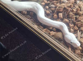 Ball python blue-eyed Lucy / banana pythons