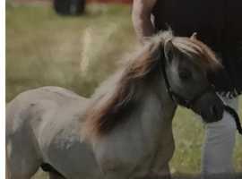 A stud fee for a Miniature Shetland stallion