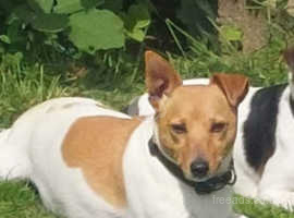 Female jack russell 3 years old