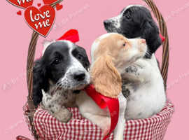 5 working cocker spaniel puppy's (3 left)