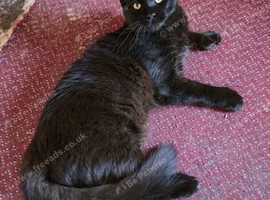 Big beautiful black solid house panther (maine coon) 6666 polydactyl kitten kitten