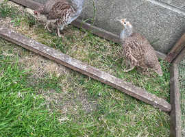 Partridges
