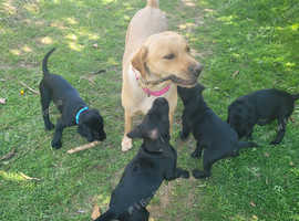 2 female black lab puppies left!