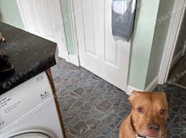 Staffordshire bull terrier