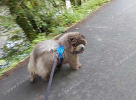 Kennels in St Austell Pet Services Freeads