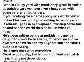 13h gelding