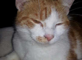 Ginger & White Cat - missing Mauchline
