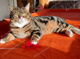 Male tabby cat