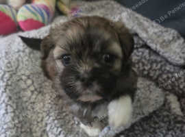 Imperial shih tzu puppies