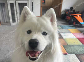 Samoyed looking for his forever home