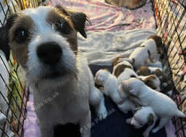 Pedigree parson fashion rus terrier puppies