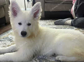 Last  KC registered WSS girl available