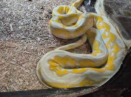 Reticulated python