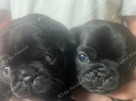 2 KC boy pugs ready to leave