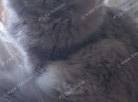 Female British longhair