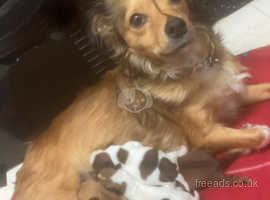 Chihuahua X Jack Russel puppies lovely colours and markings