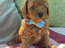 Adorable KC Reg Toy Poodles