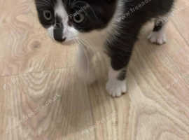 Kitten male beautiful little boy