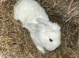 Mini lop babies