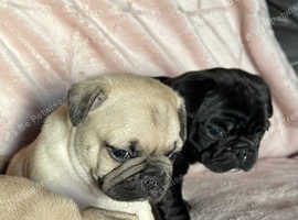 2 gorgeous baby Frugs for sale <3