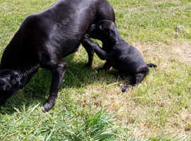 Labrador puppies
