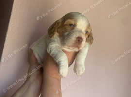 Cocker spaniel