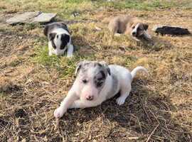 Collie x saluki greyhound