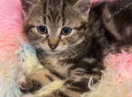 9 week old kitten ready for a new home!