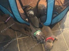 Micro bully x Staffordshire bull terrier